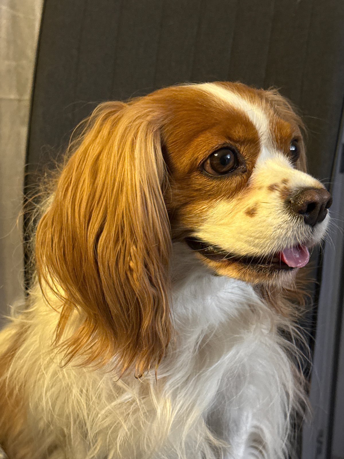 Cavalier King Charles Spaniel photographed in playful poses in Sofia