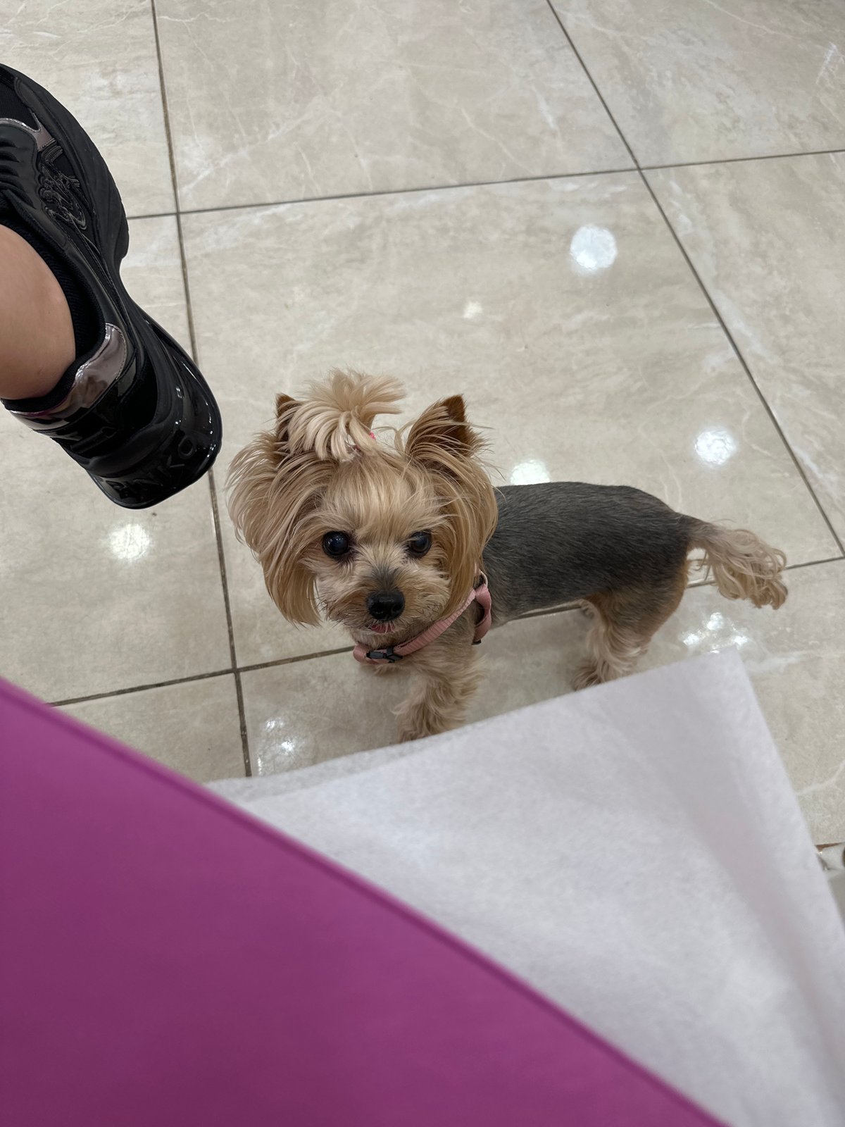 Person shares afternoon snacks with Yorkshire Terrier in Sofia