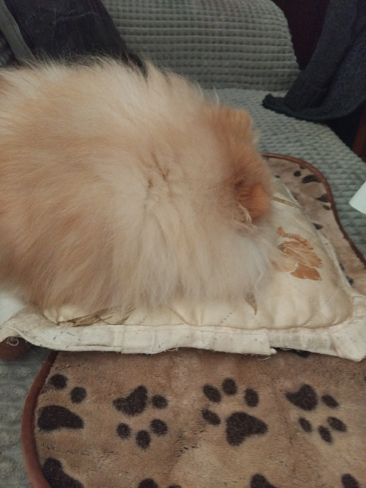 Pomeranian dog observed resting on cushions in Apriltsi, Bulgaria