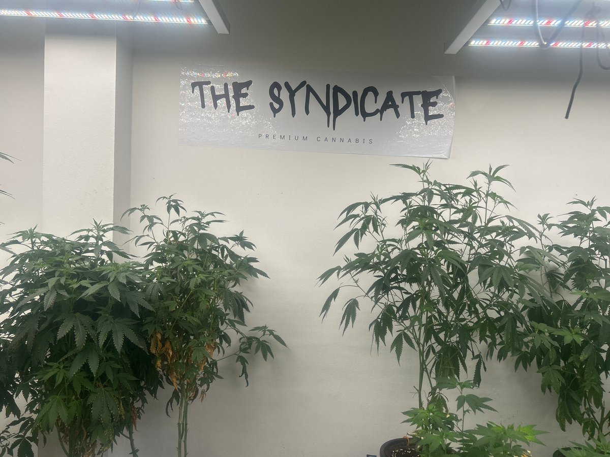 Inside a cannabis dispensary in Rawai, Thailand