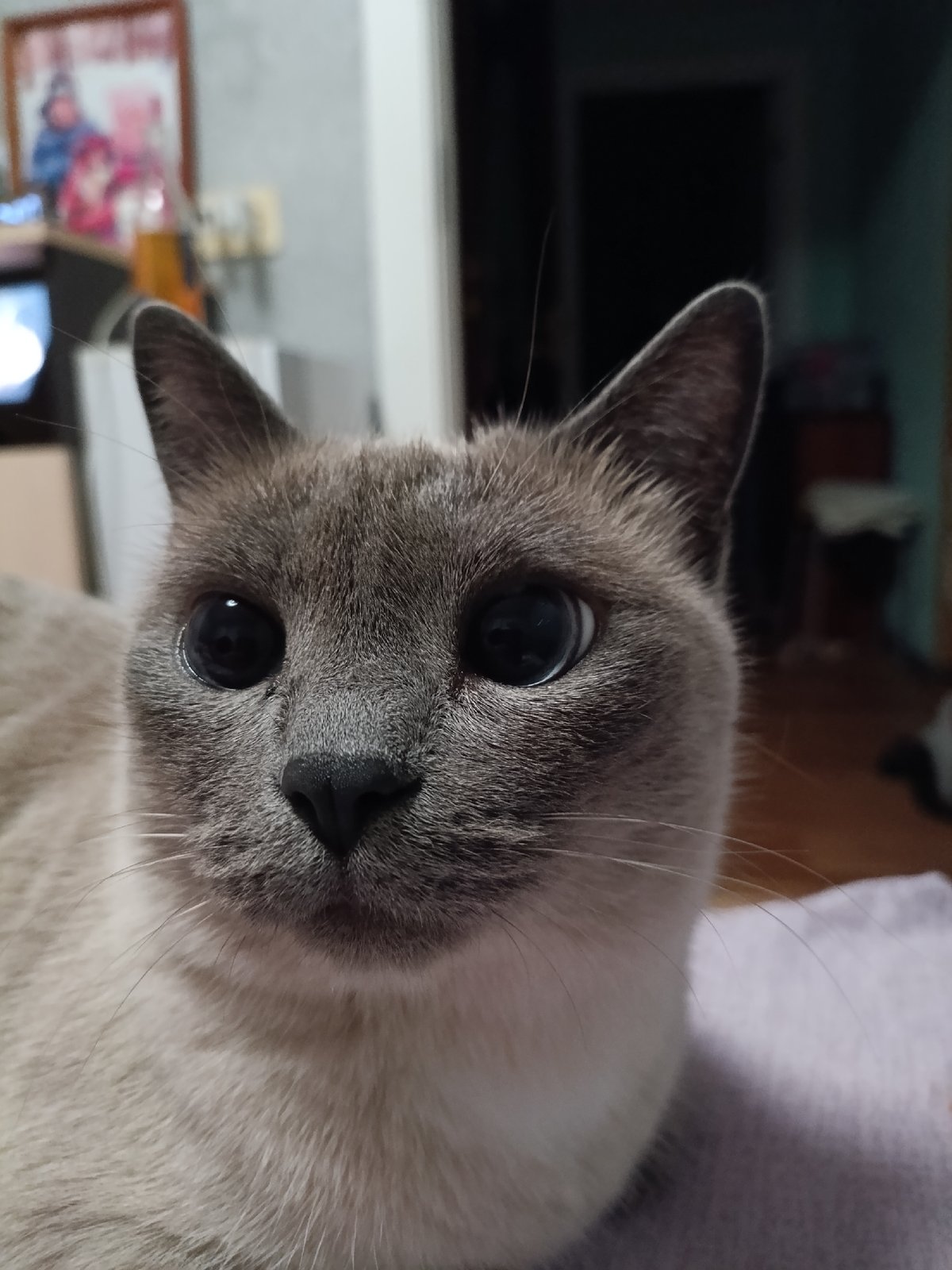Cats at home in Chaikovsky, caught in a quiet moment