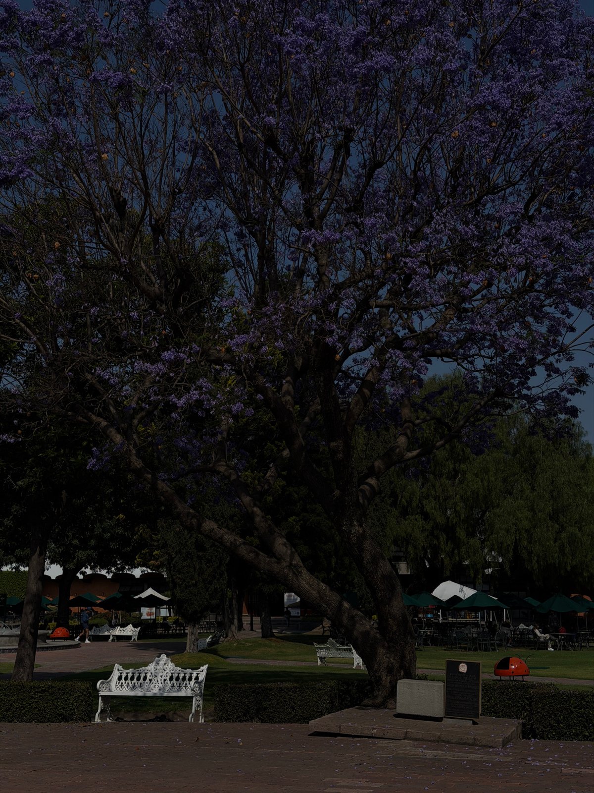 Spring afternoon scenes captured across San Andrés Cholula