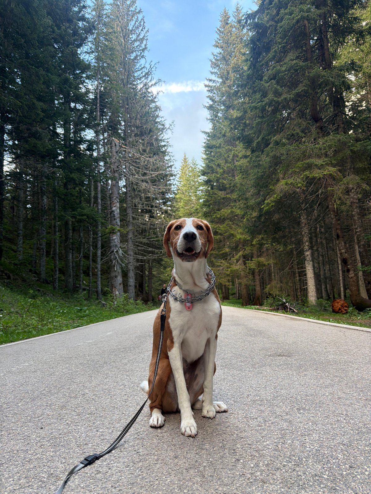 Quiet afternoon moments with dog documented in Pitomine, Montenegro