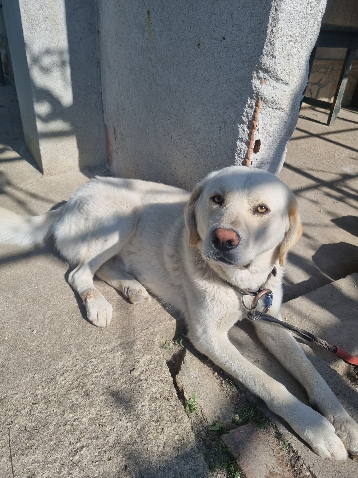 Dog rests and pants in outdoor area in Galabovtsi, Bulgaria
