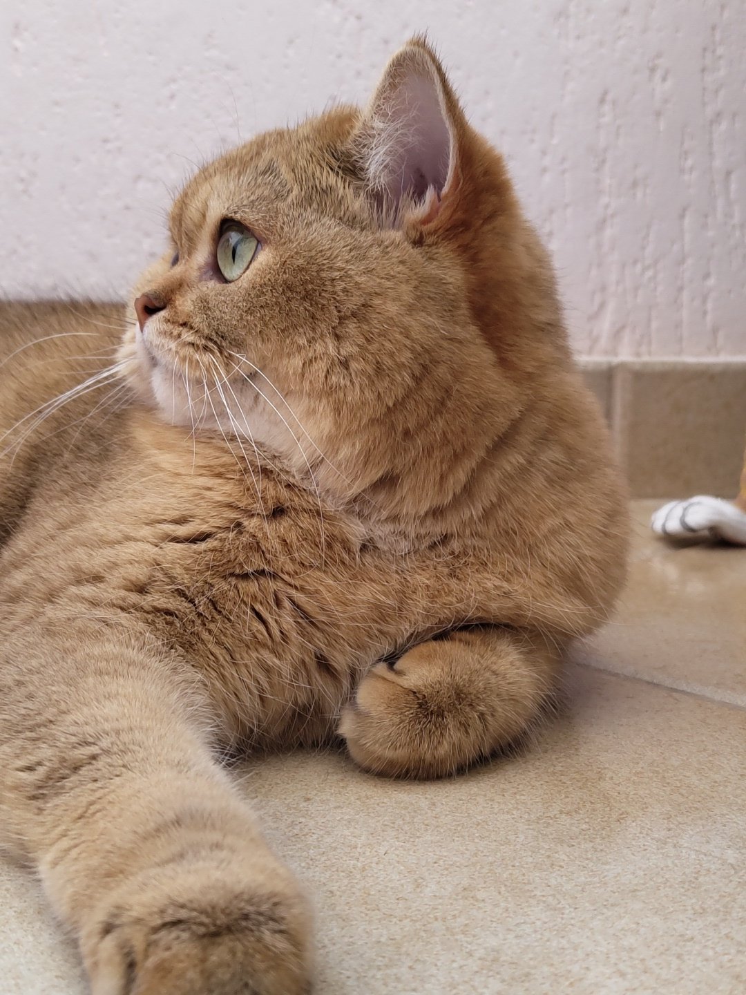 Golden British Shorthair doing absolutely nothing, perfectly