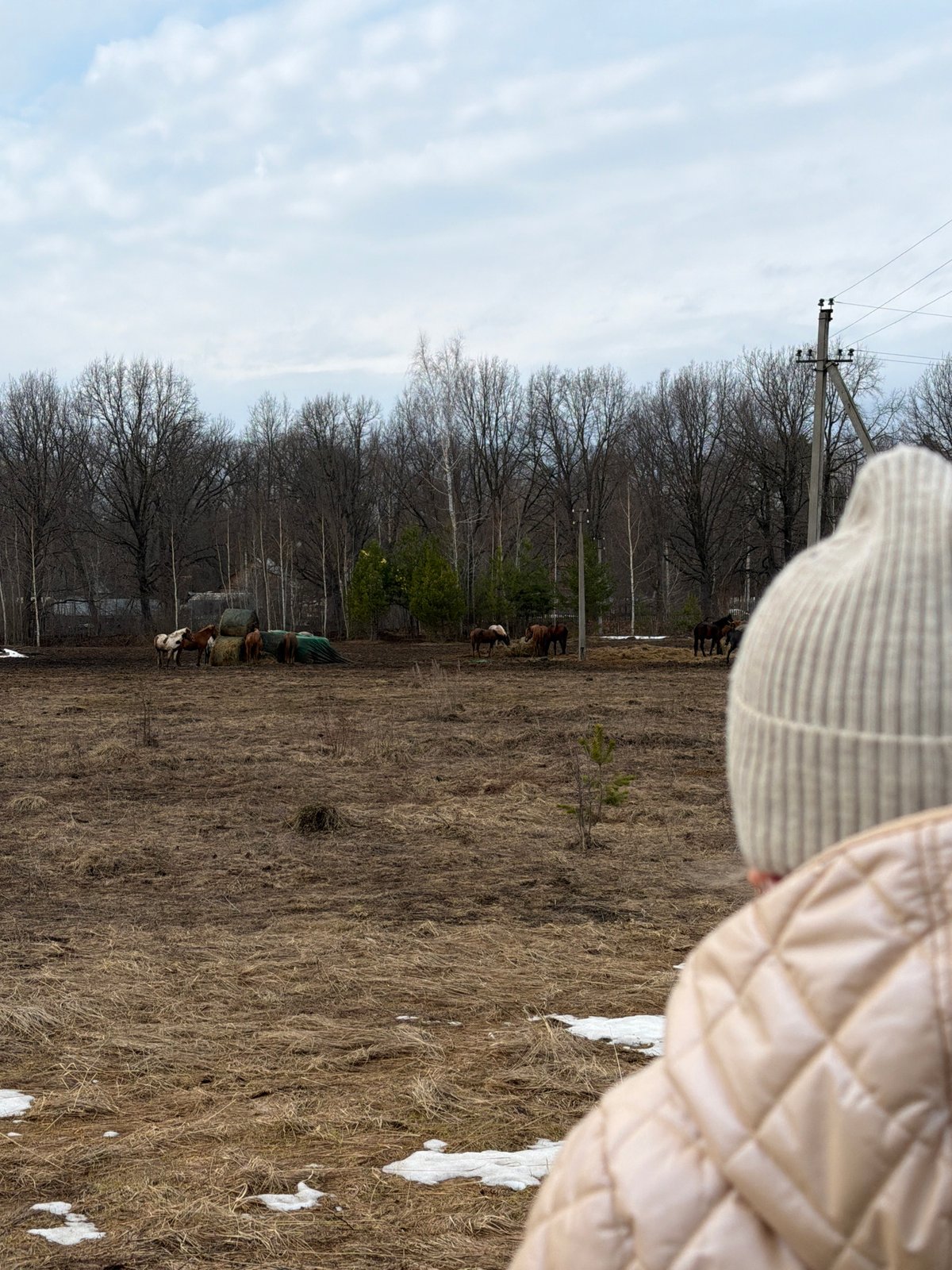 Horses graze in early spring fields near Noviy, Russia