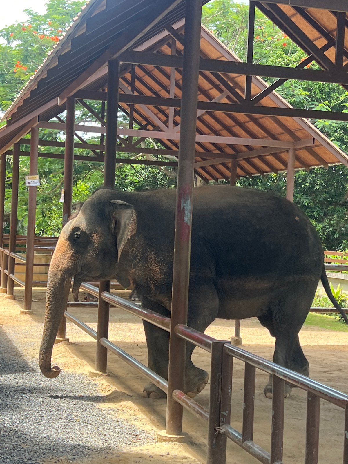 Feeding and meeting elephants at Samui Elephant Home, Koh Samui