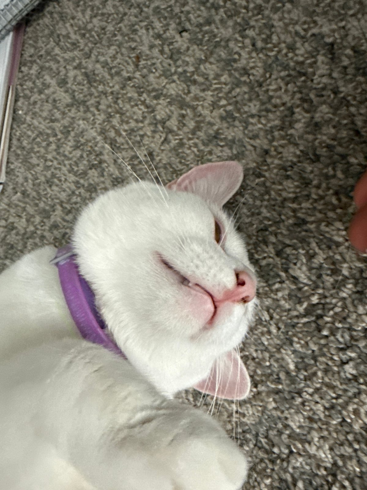 White cat flops on carpet while getting some attention