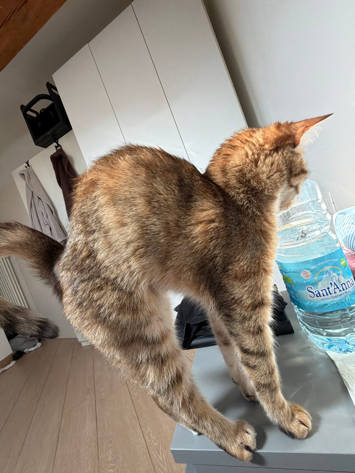Tabby cat's morning routine captured in Milan apartment