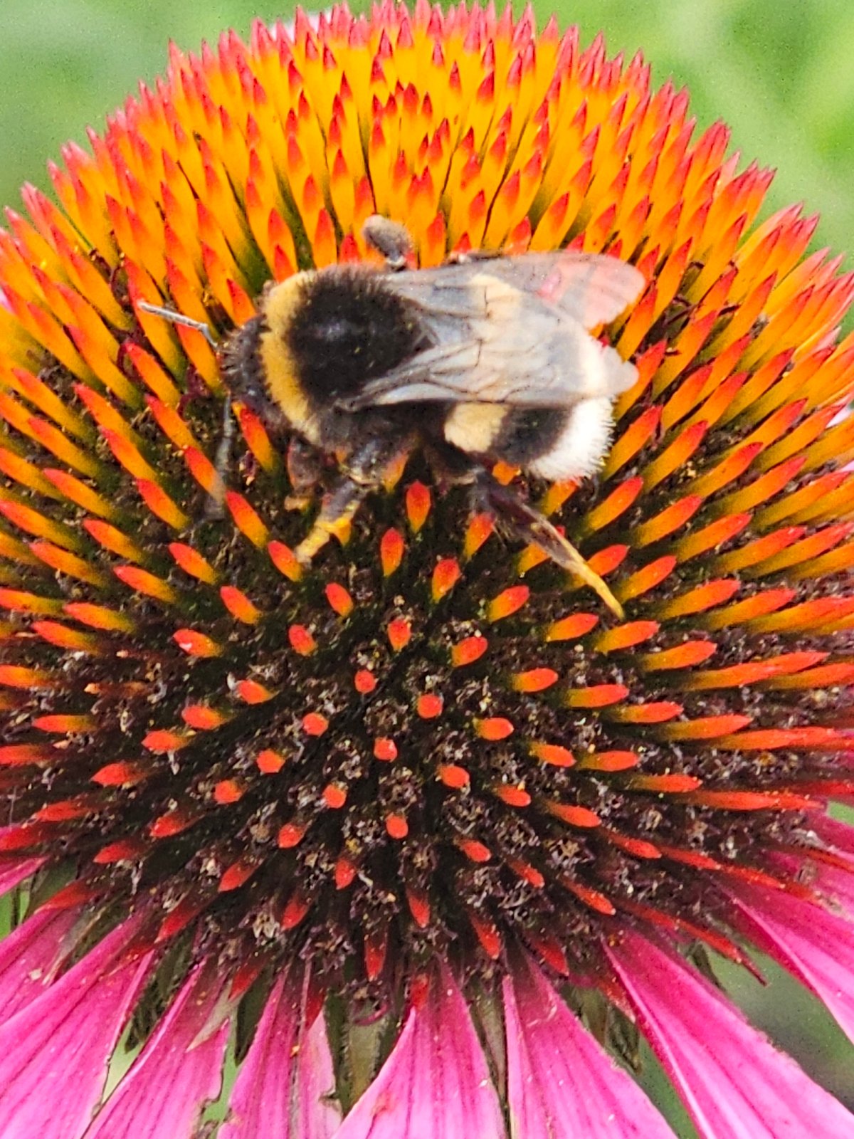 Bumblebees, blooms, and landmarks at Poklonnaya Hill