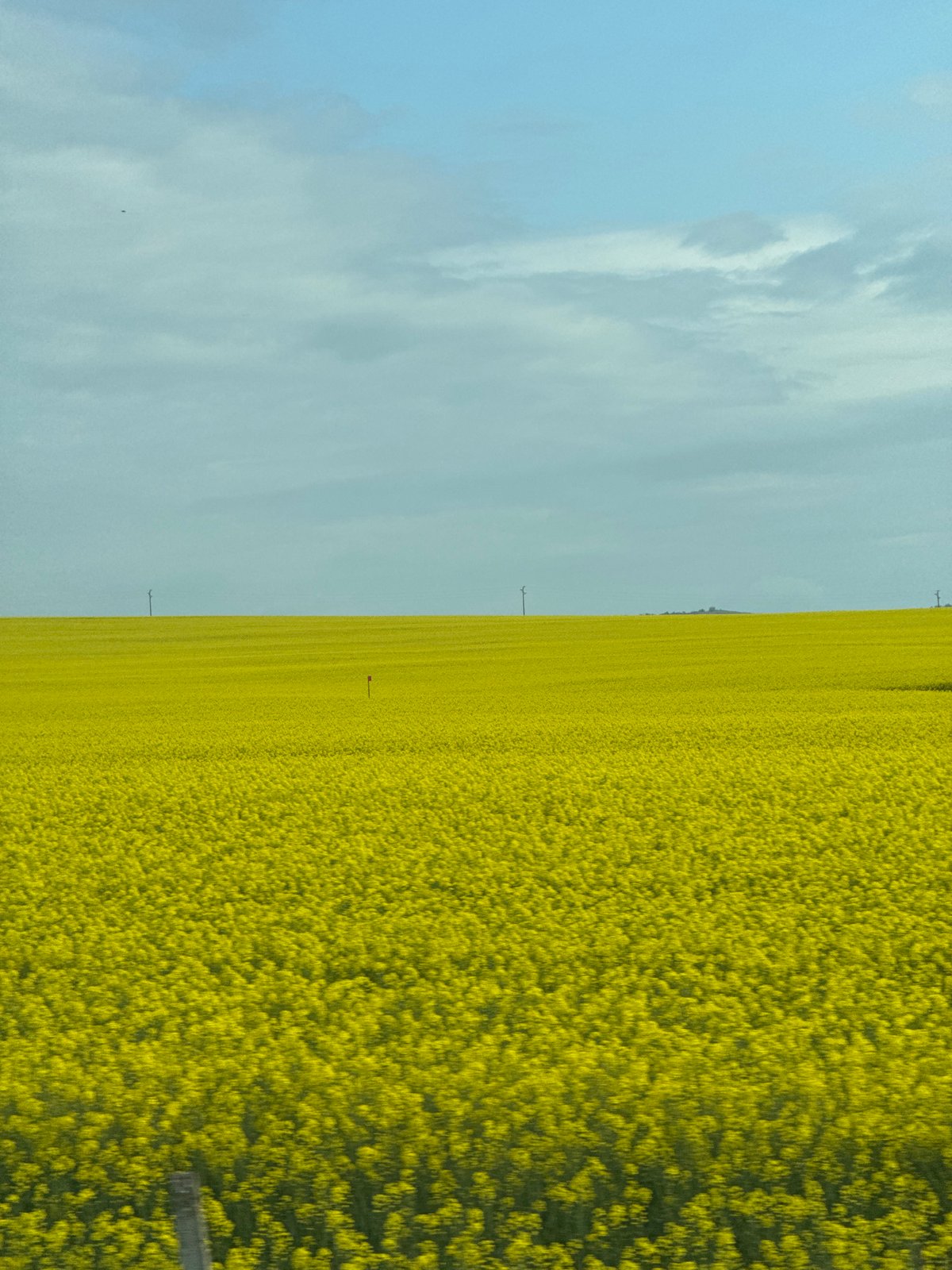 Yellow flower field captured in rural Bulgaria countryside