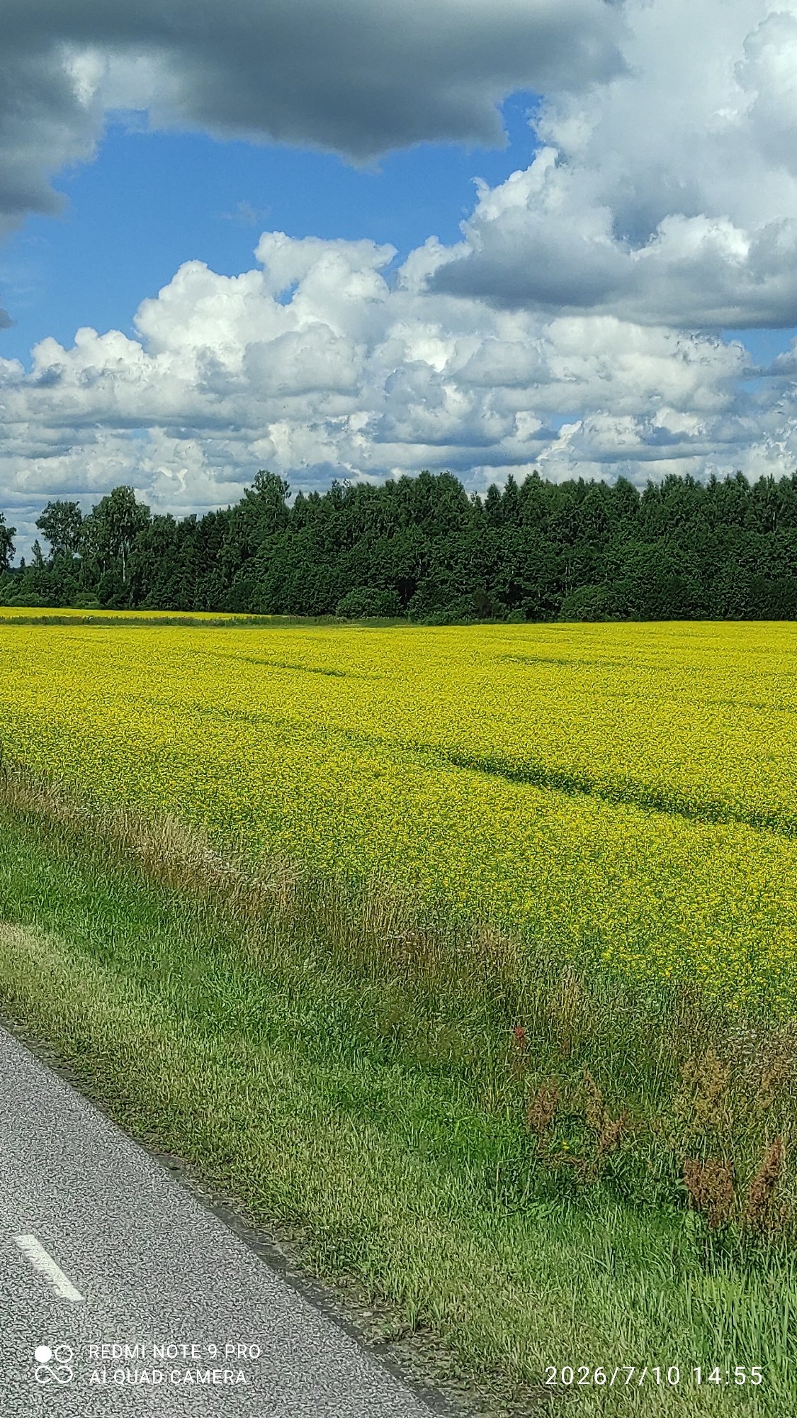 Rapeseed field in full bloom, Mudiste, Estonia