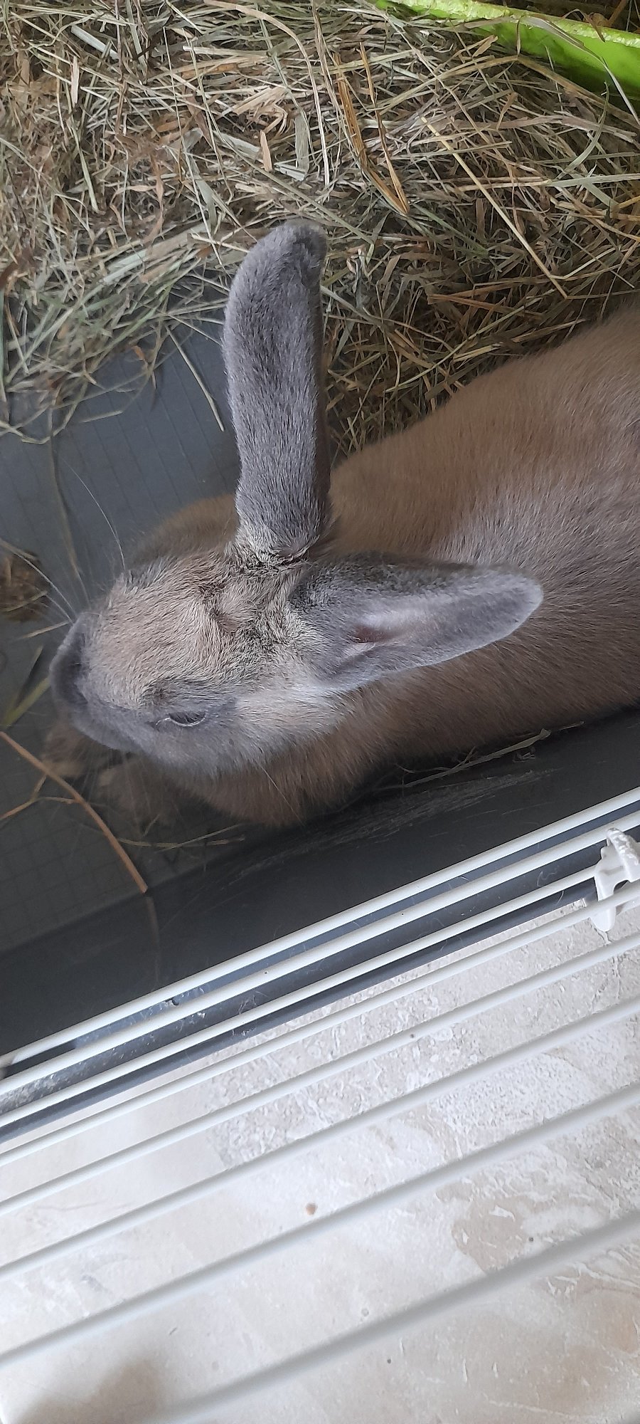Pet rabbits at home, plus a few backyard creature sightings