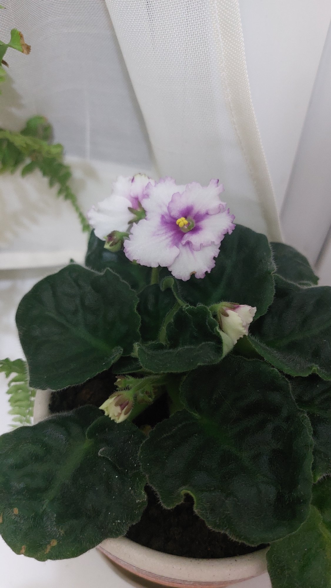 African Violet with distinctive white-violet petals observed in Moscow
