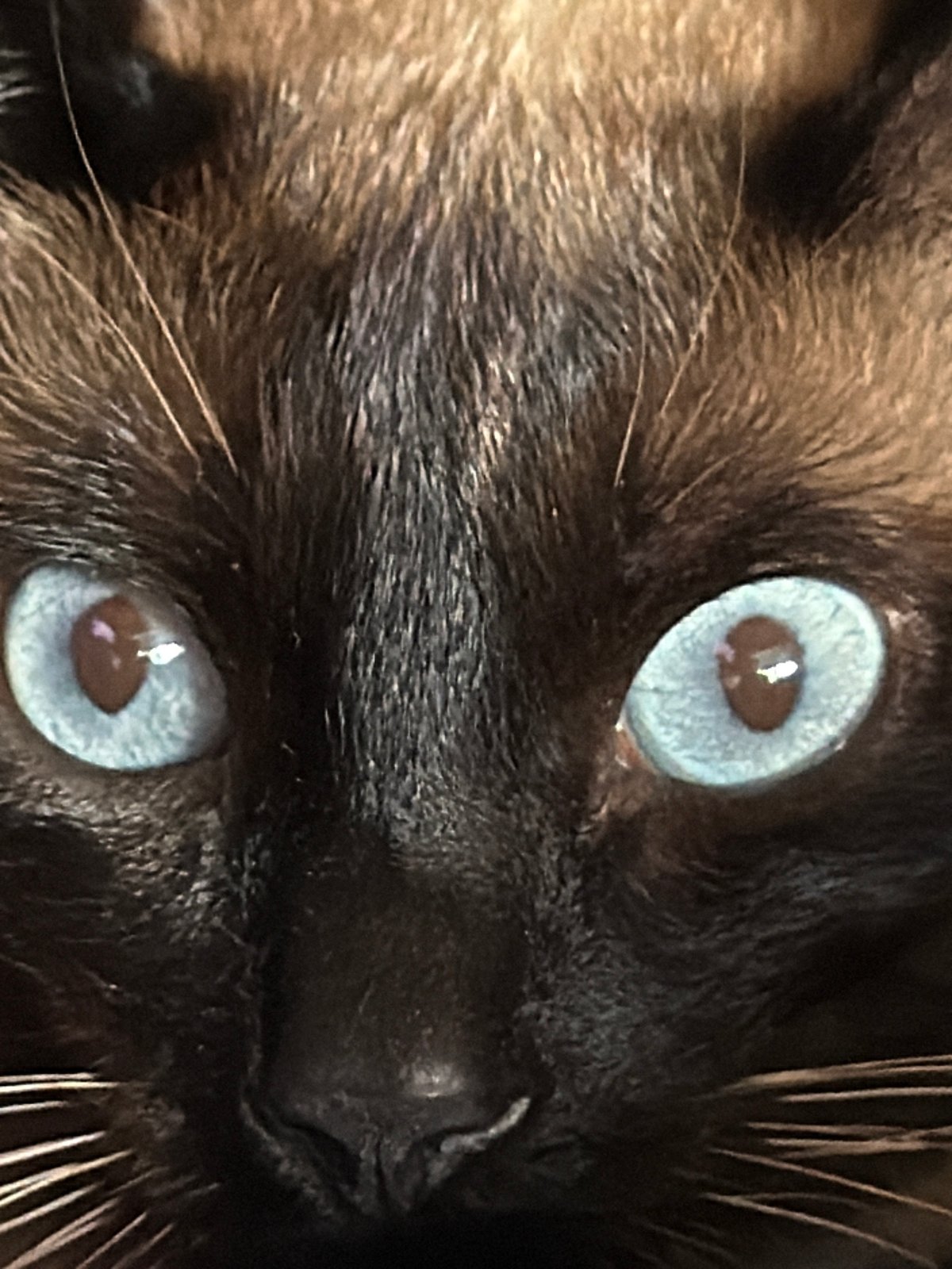 Luxembourg resident documents intimate photos of pets, plants, decorations