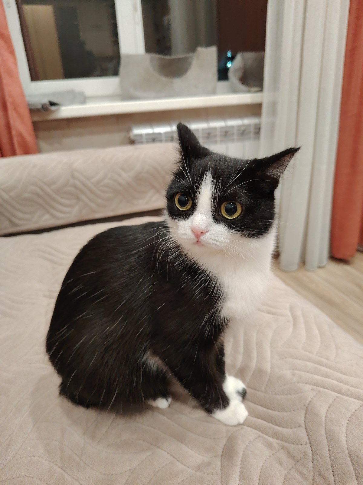 Multiple cats observed lounging on household furniture during afternoon