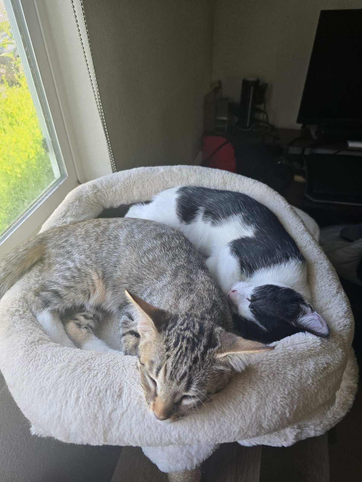 Cats napping at home, plus a Monster High doll display
