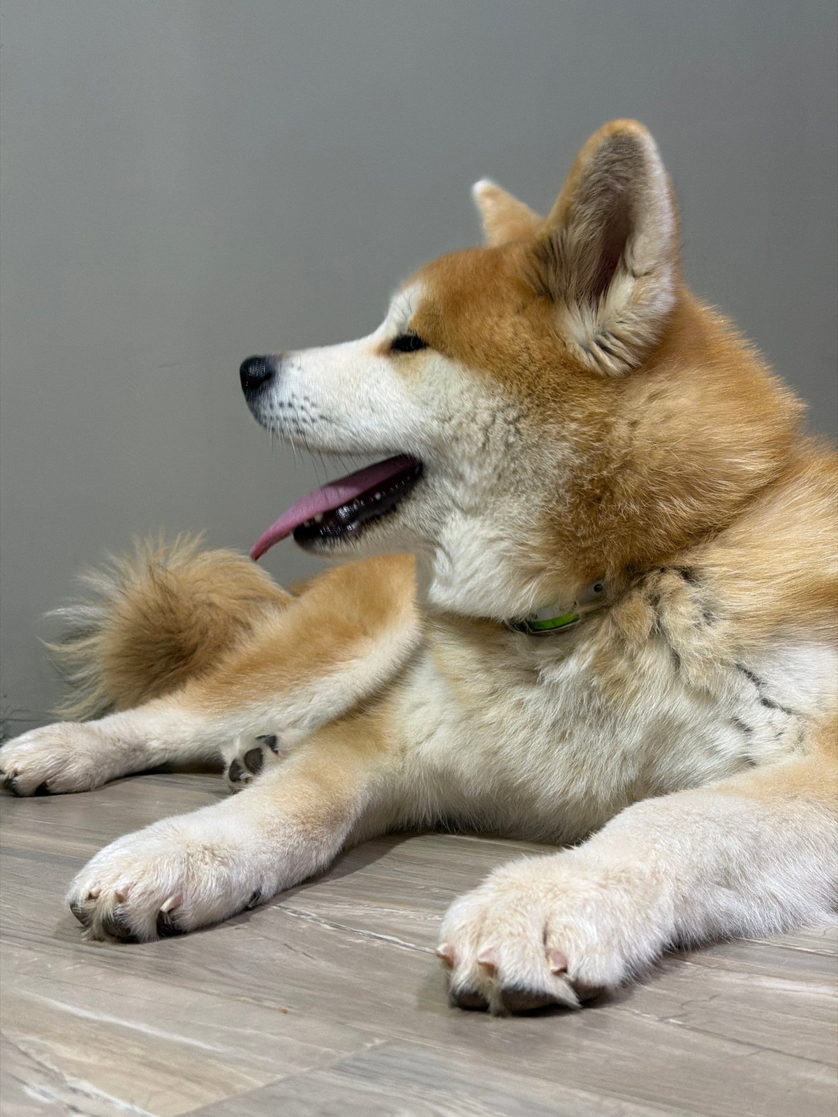 Family evening documented in Chaikovsky home with pets
