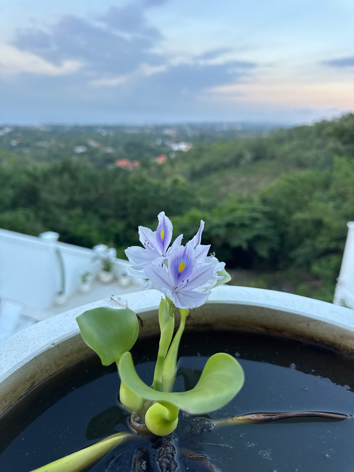 Decorative elements and flowering plants observed in Kuta Selatan