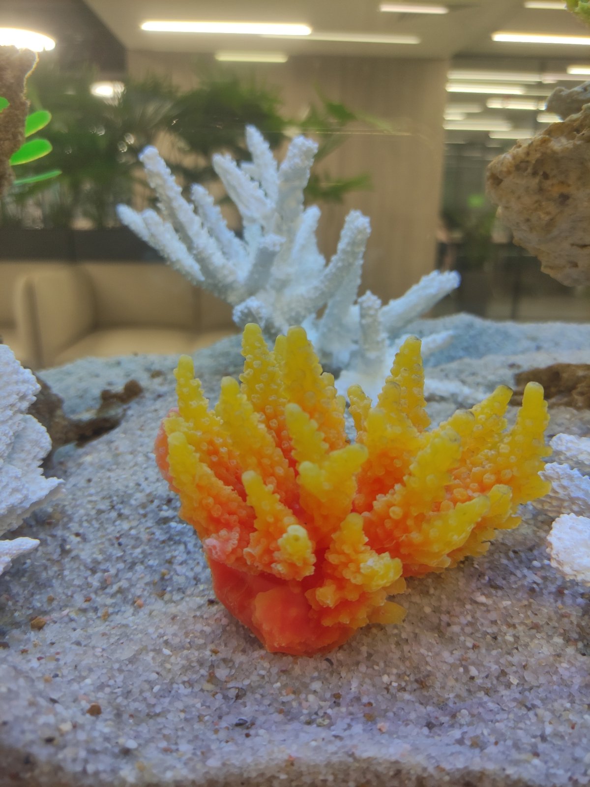 Office aquarium with tropical fish observed in Moscow