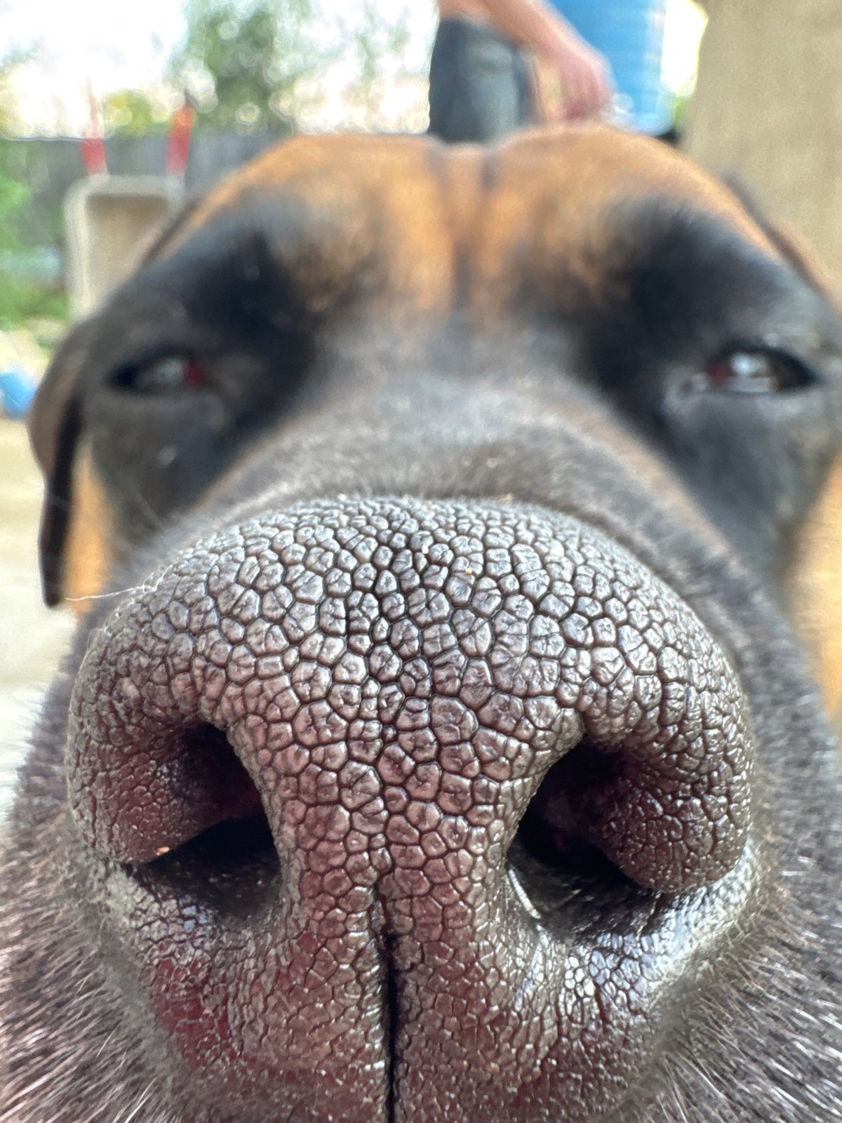 Backyard barbecue and dog play session in Chaikovsky