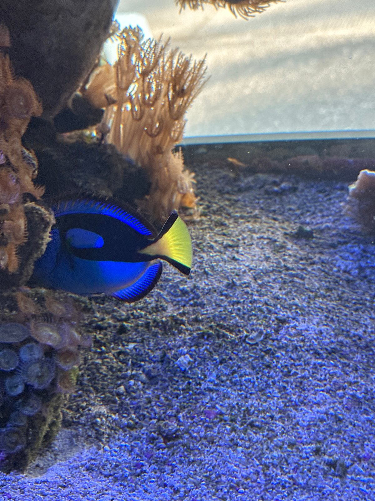 Saltwater aquarium with blue tang fish observed in Puebla