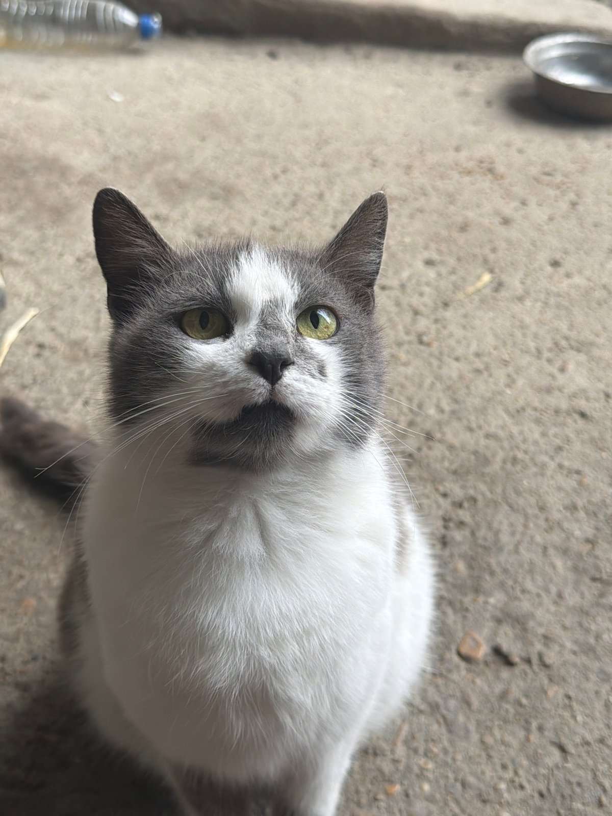 Cat photographed with feeding bowl in Bulgarian village