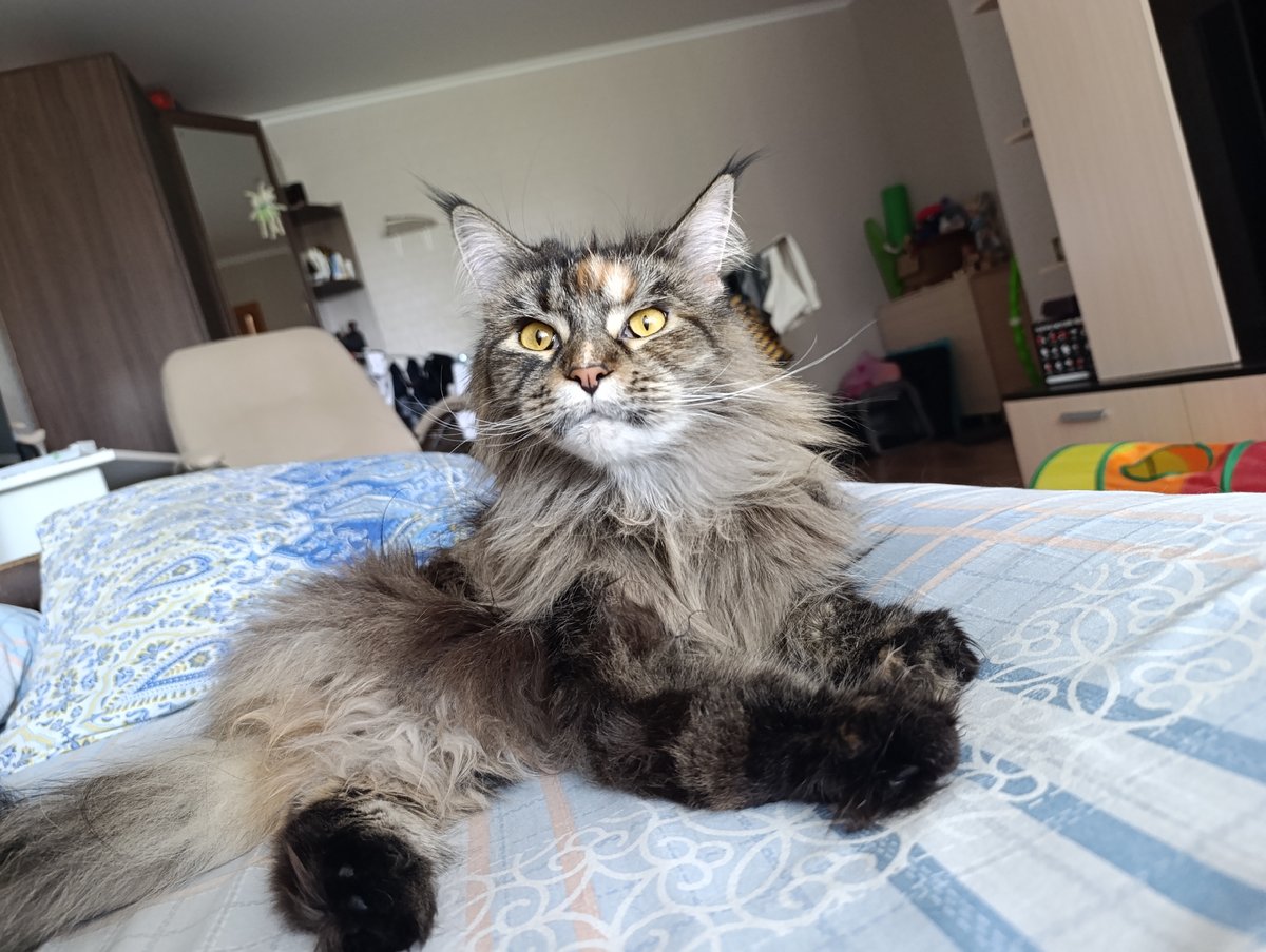 Maine Coon cat grooming session captured in morning domestic scenes