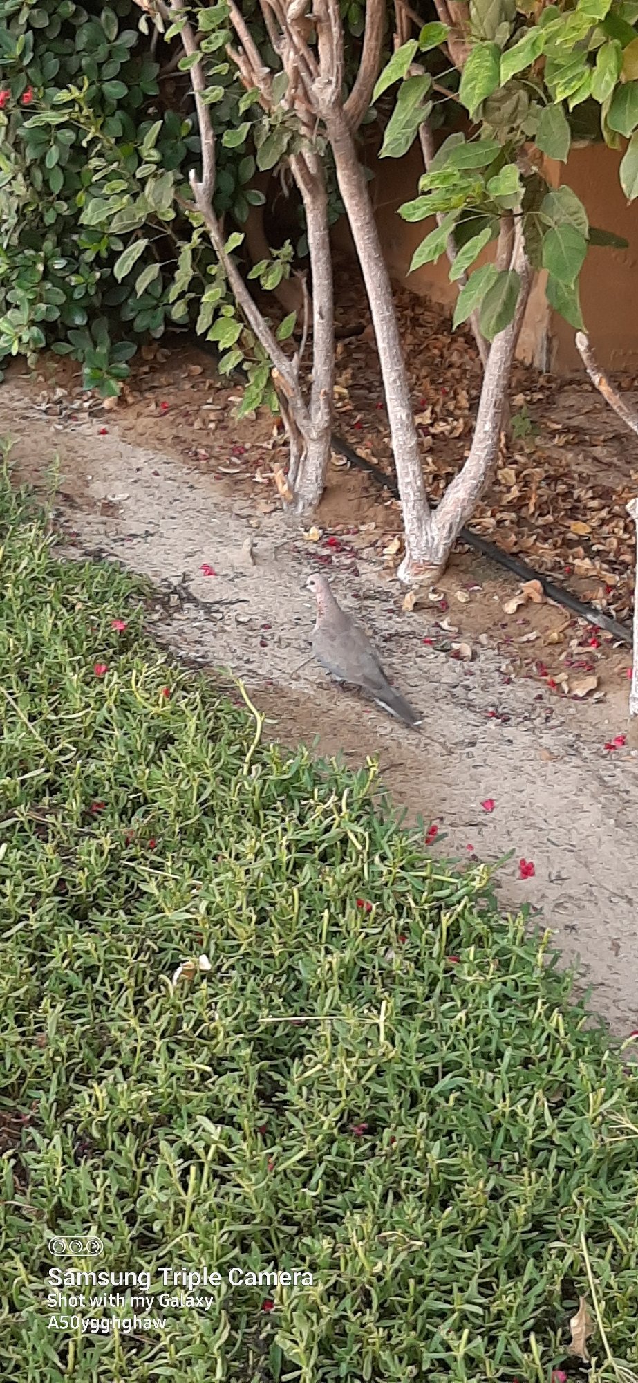 Dawn observations capture routine Dubai street life, wildlife