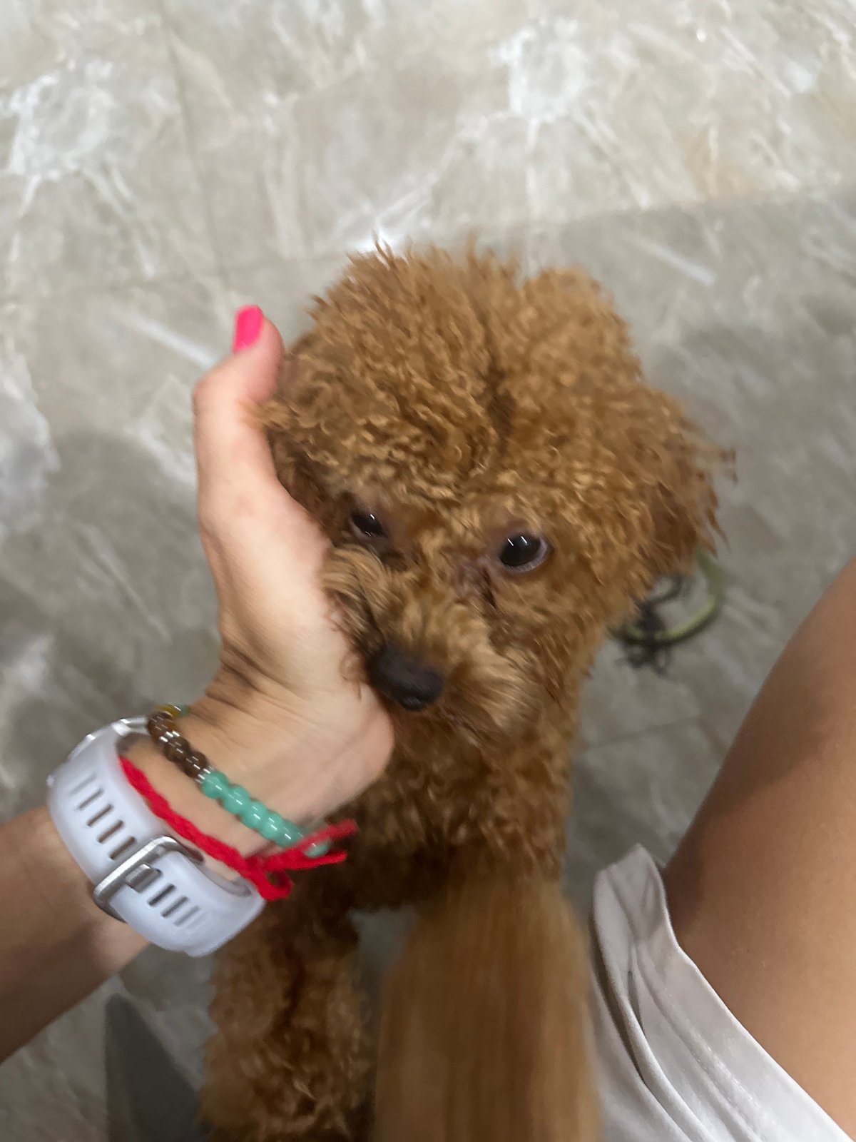 Domestic moments with poodle, flowers, cookies captured in Vietnam home