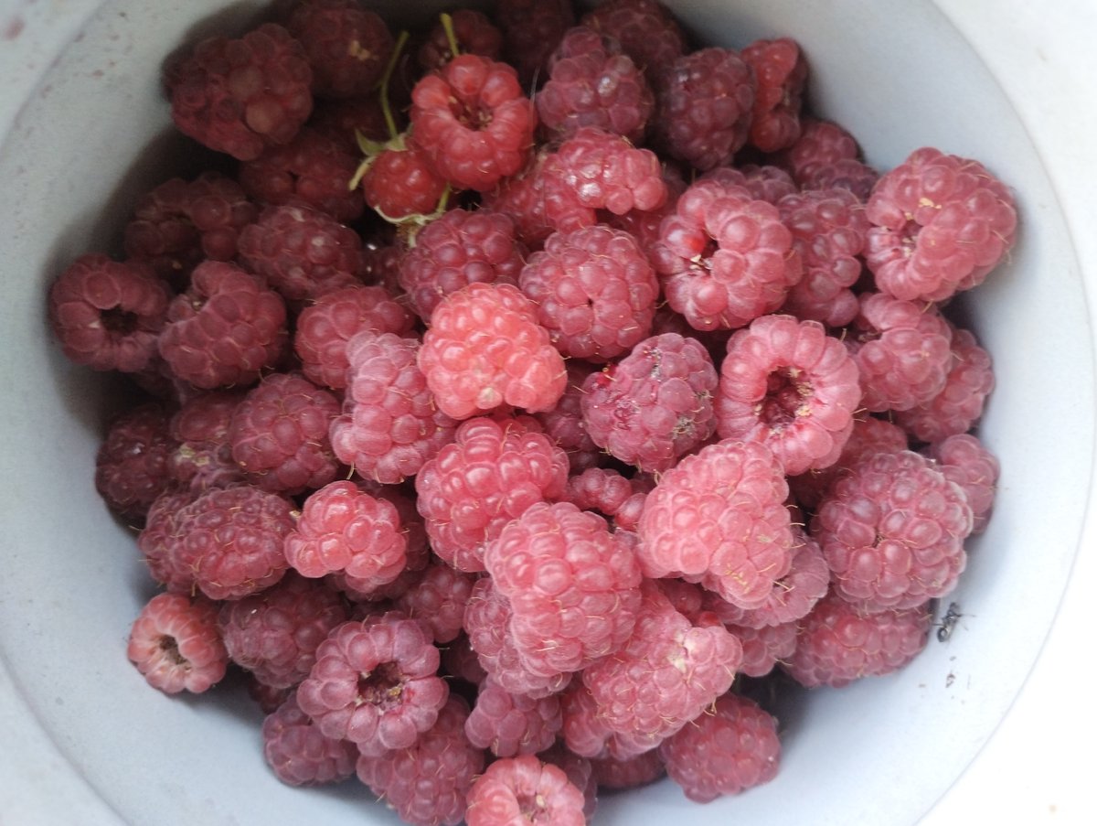 Summer garden in Sumy: flowers and fresh raspberries in bloom