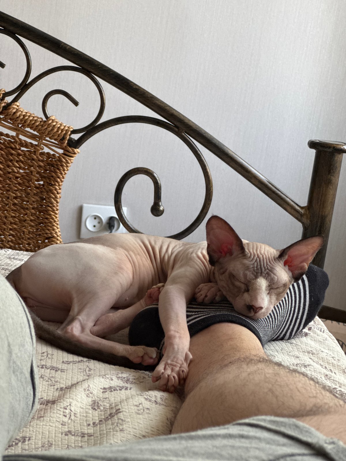 Sphynx cat naps beside a striped-sock leg on a bed