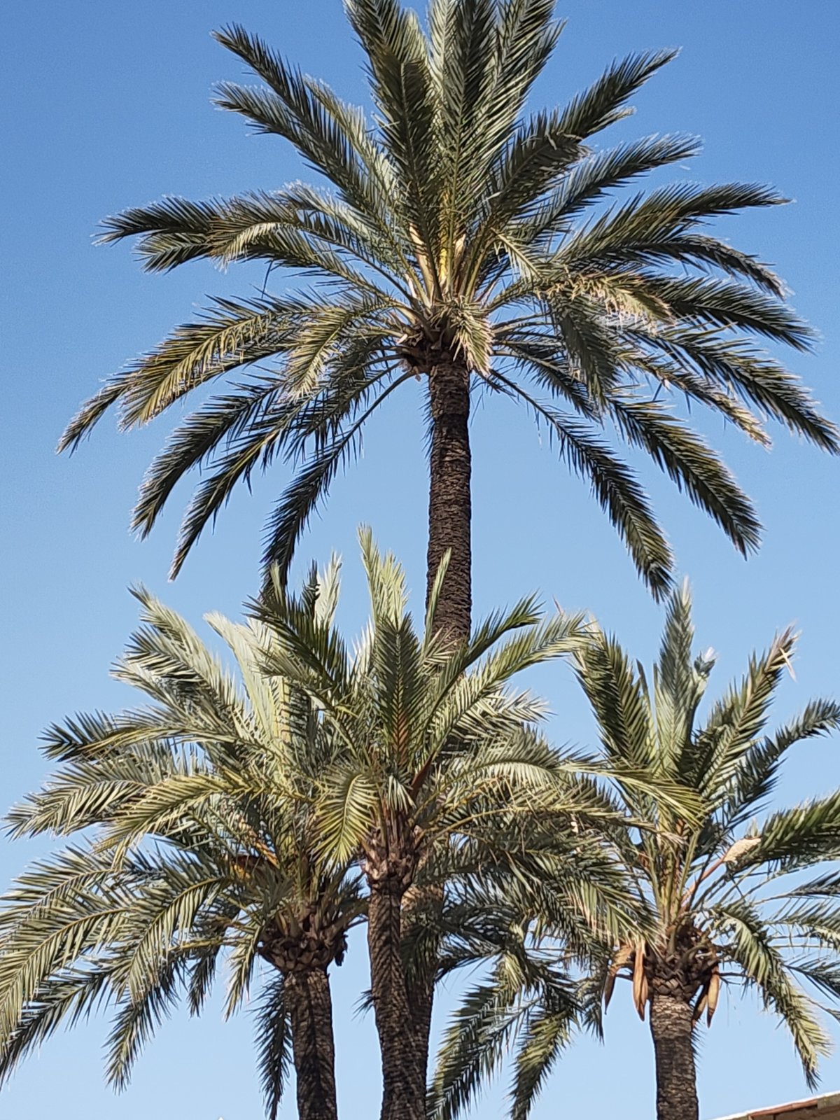 Mediterranean scenes captured across Dénia, Spain in brief timespan