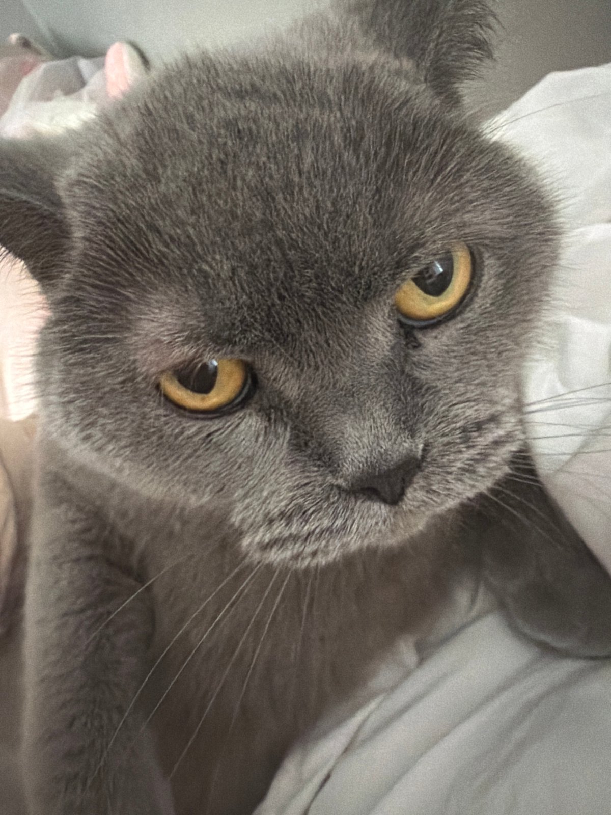 Domestic moments captured in Blagoevgrad featuring grey cat, home scenes