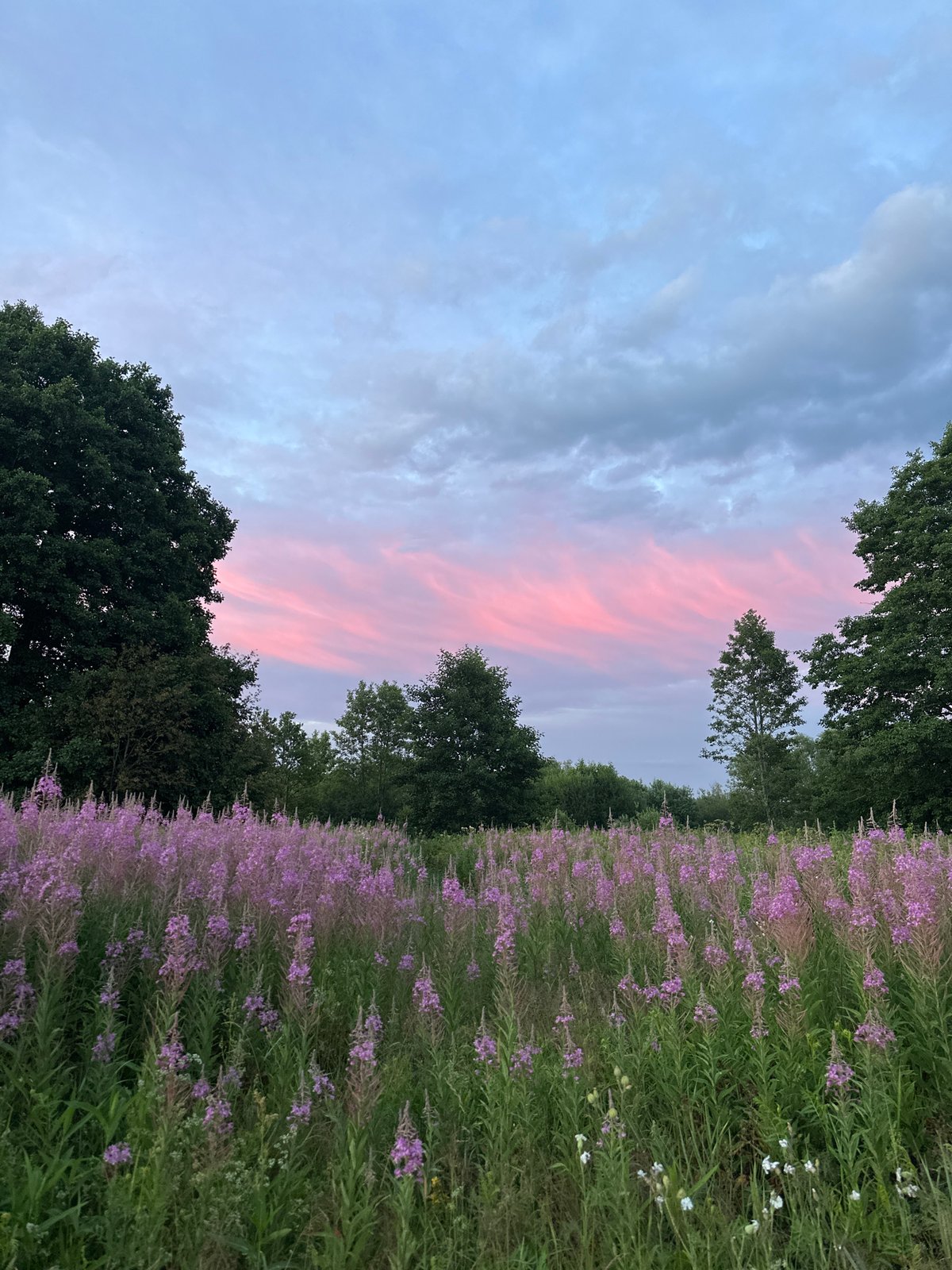 Fireweed fields and home baking on a Belarus summer evening