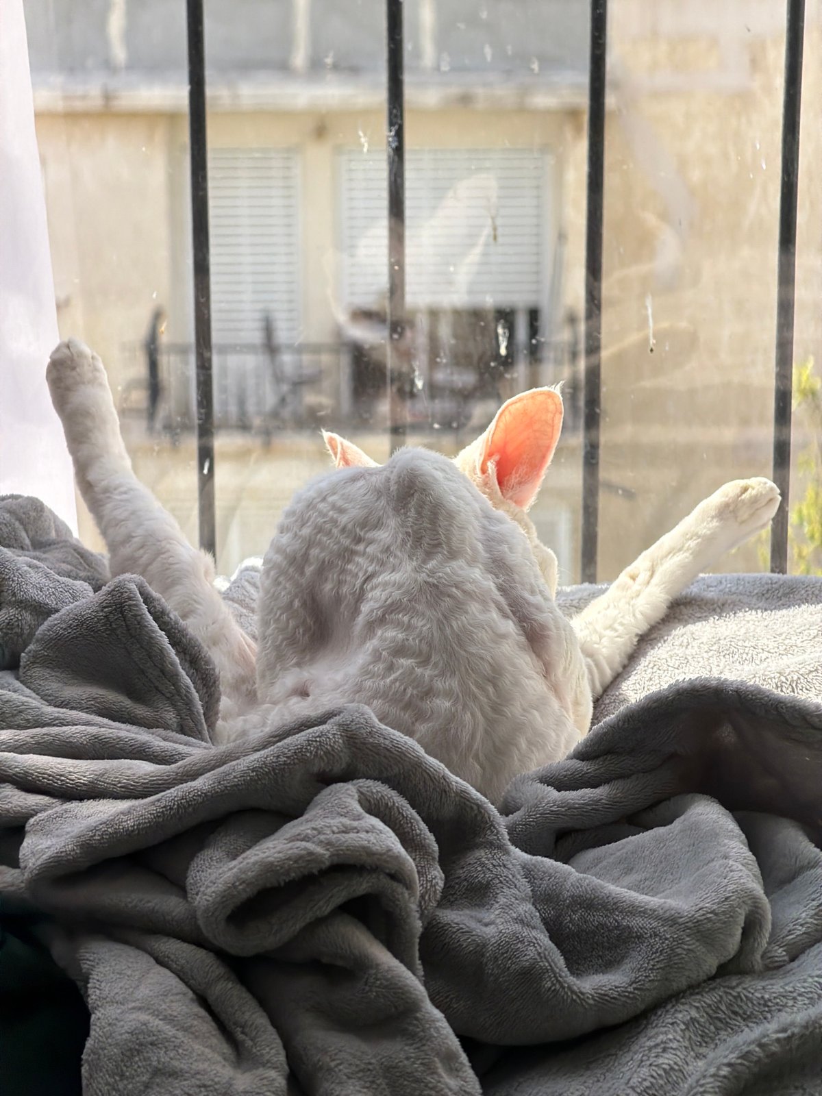 Quiet animal moments captured across Ramat Gan neighborhoods