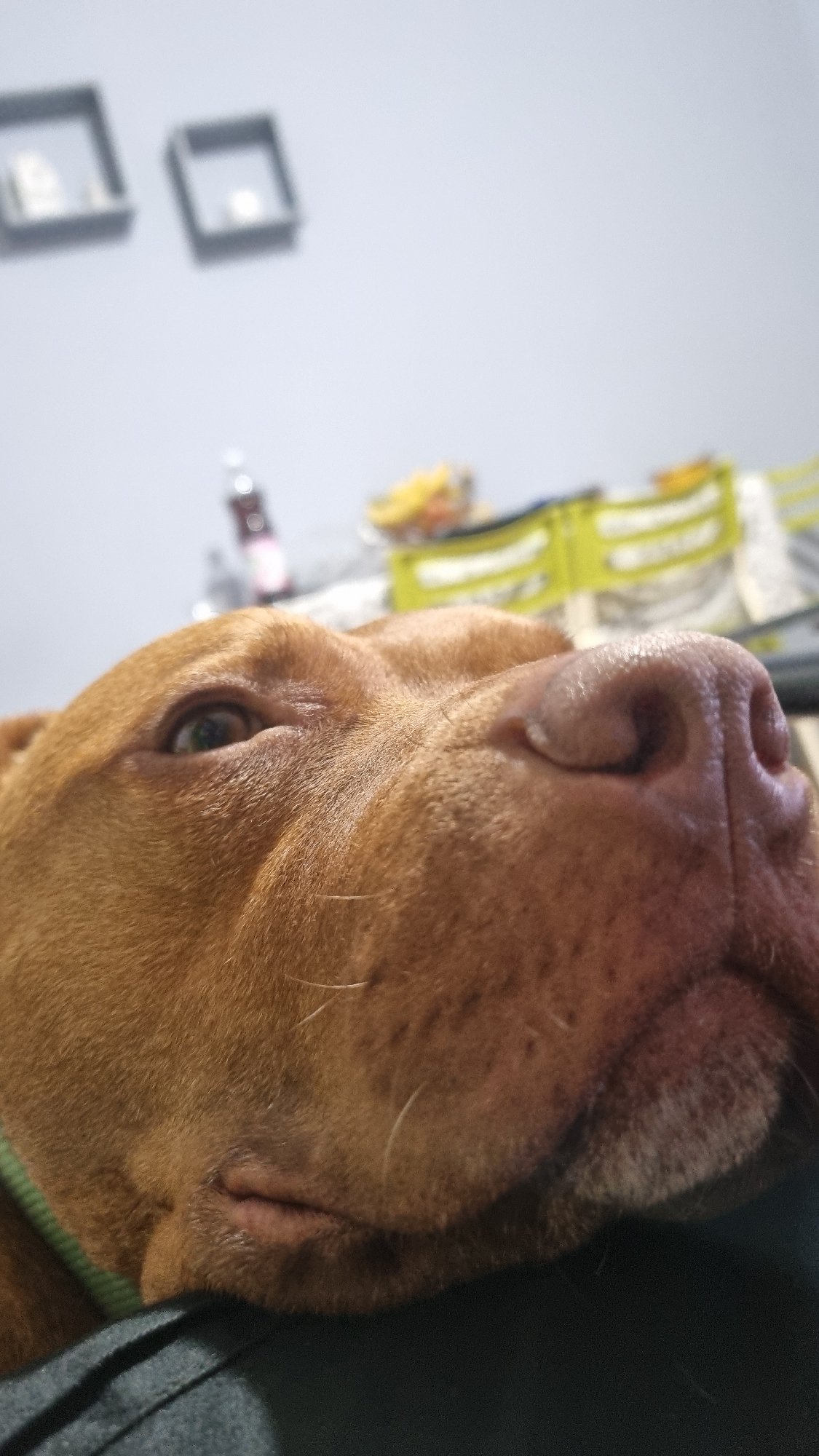 Brown dog with blue collar photographed resting on furniture