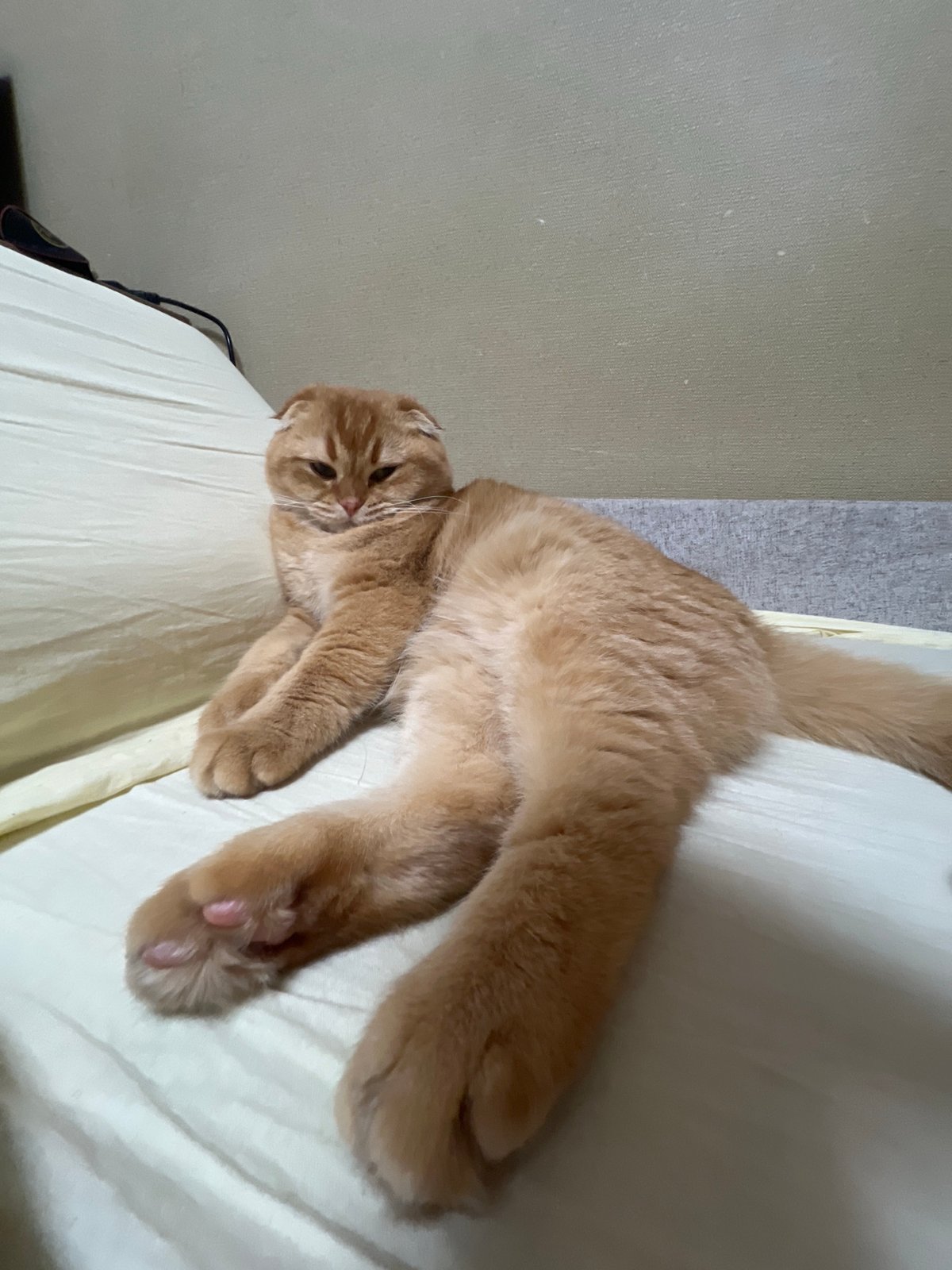 Ginger Scottish Fold cat photographed relaxing indoors in Voronezh
