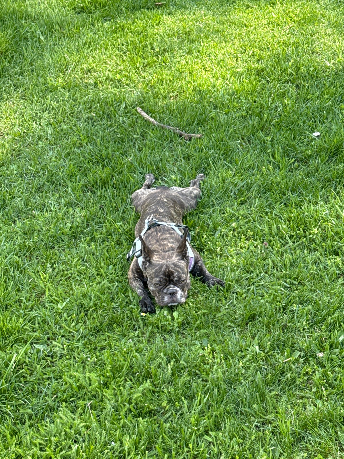 French bulldog plays with sticks in Pleven park
