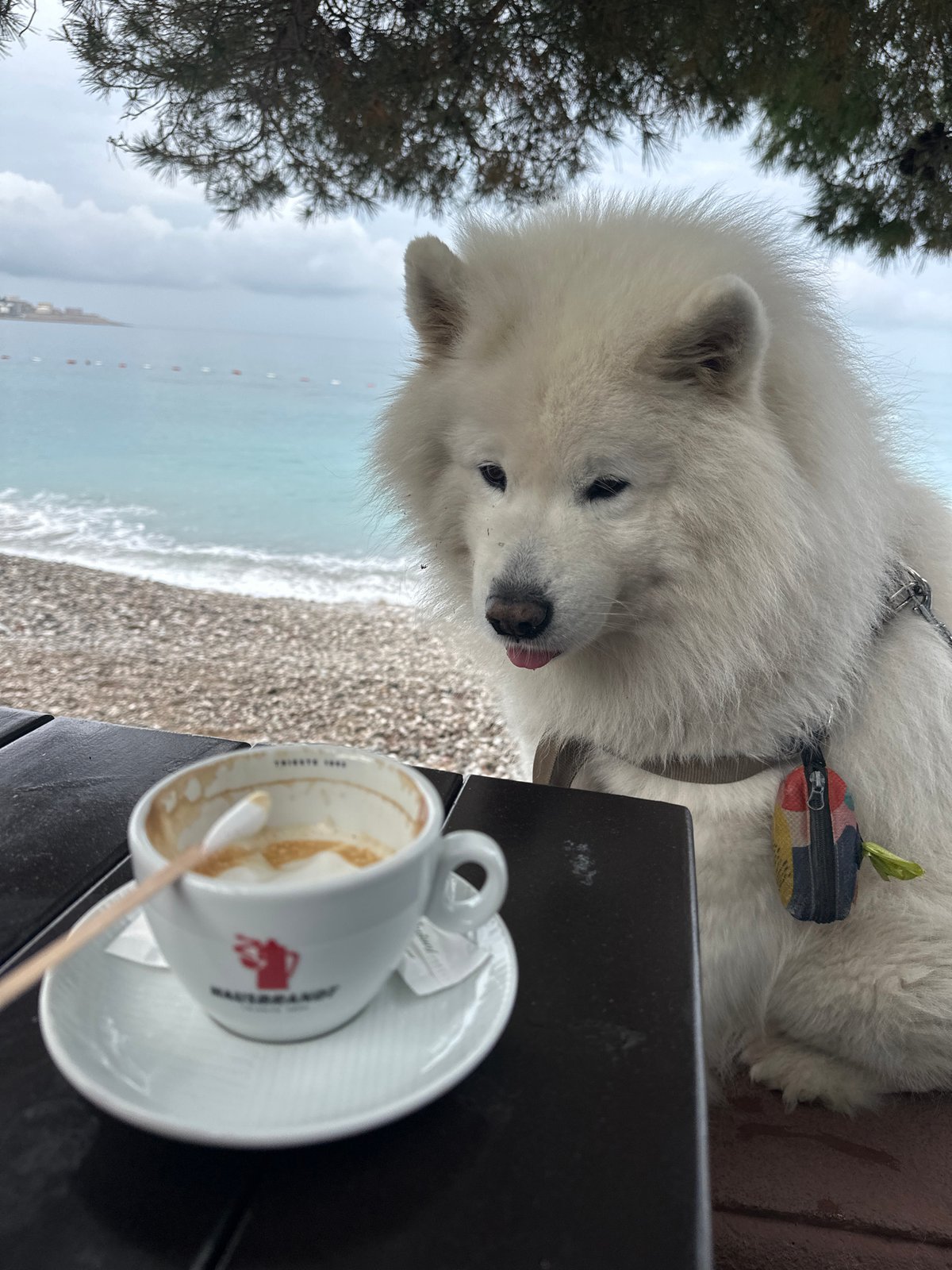 Harnessed Samoyed approaches coffee cup at Montenegro beach cafe
