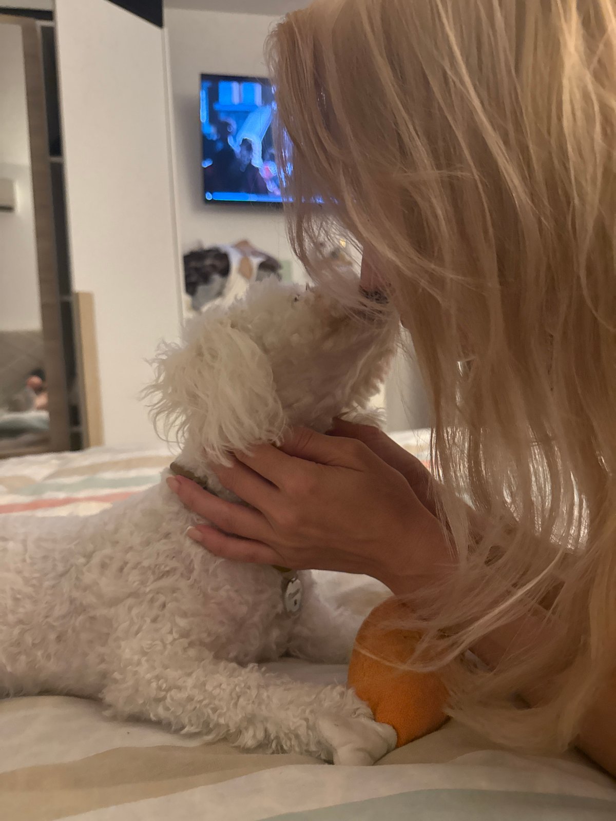Bichon Frise relaxes on hotel bed in Budva, Montenegro