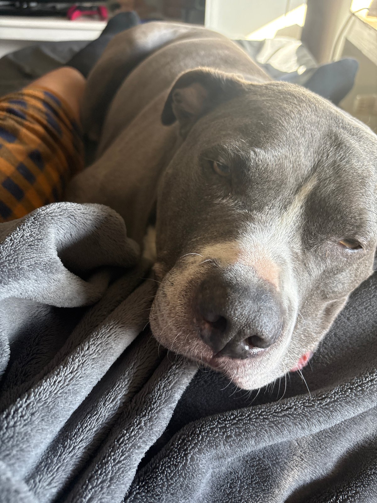 Dog rests on blanket in Luxembourg indoor setting