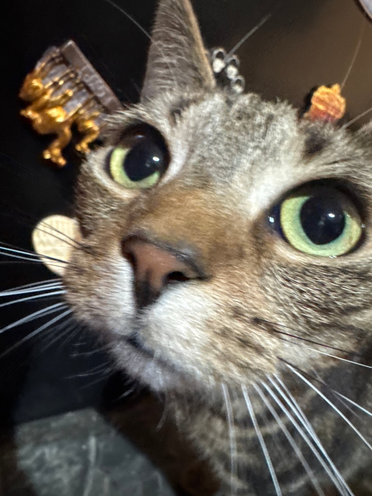 Tabby cat photographed in multiple close-up shots in Desborough