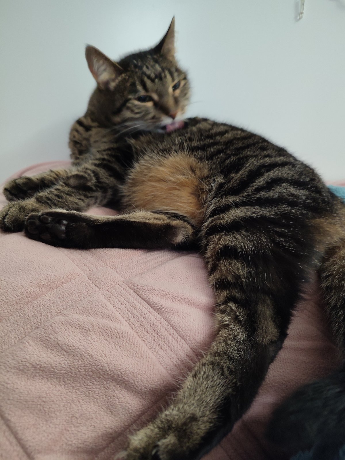 Tabby cat grooming on a pink blanket in Murino apartment