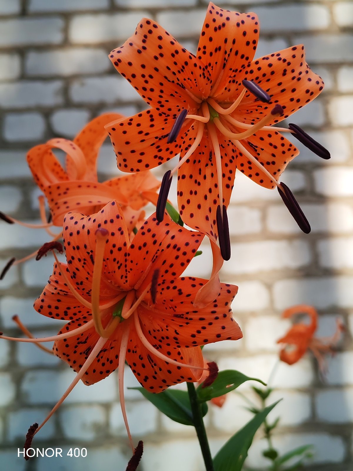 Tiger lilies and pine canopy in Novobureisk, Russia