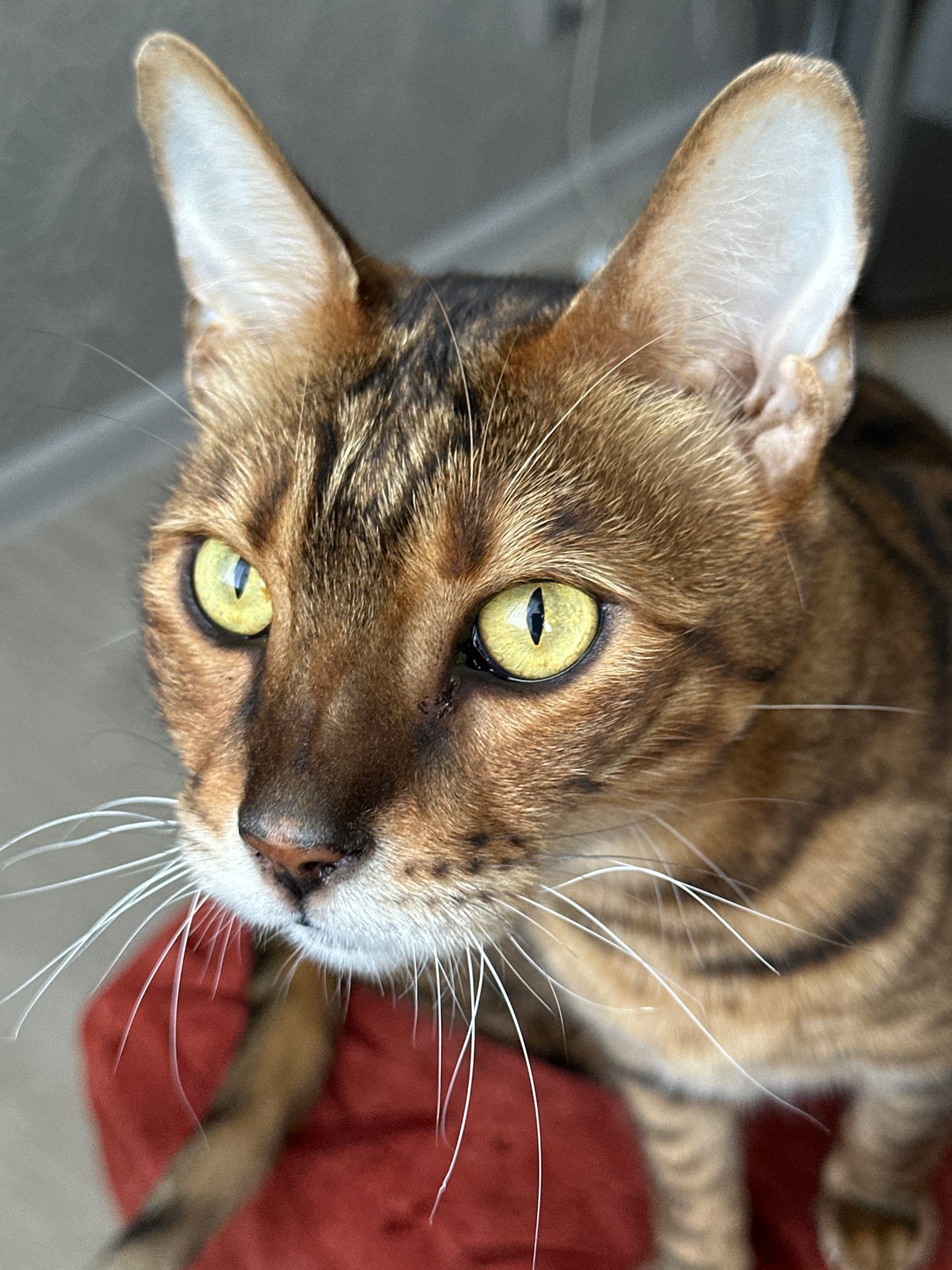 Bengal cats at home in Gornyi Erik, Russia