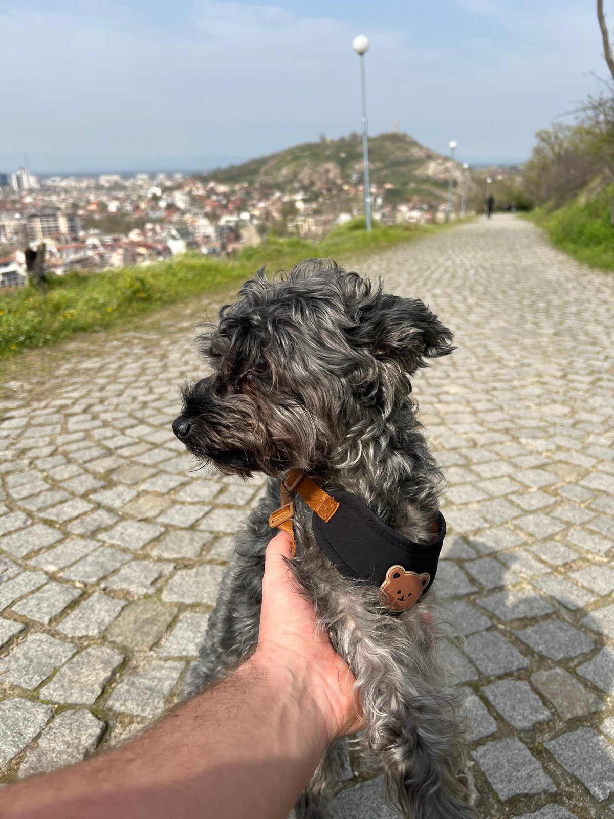 Schnauzer with bear patch harness spotted on Plovdiv cobblestone path