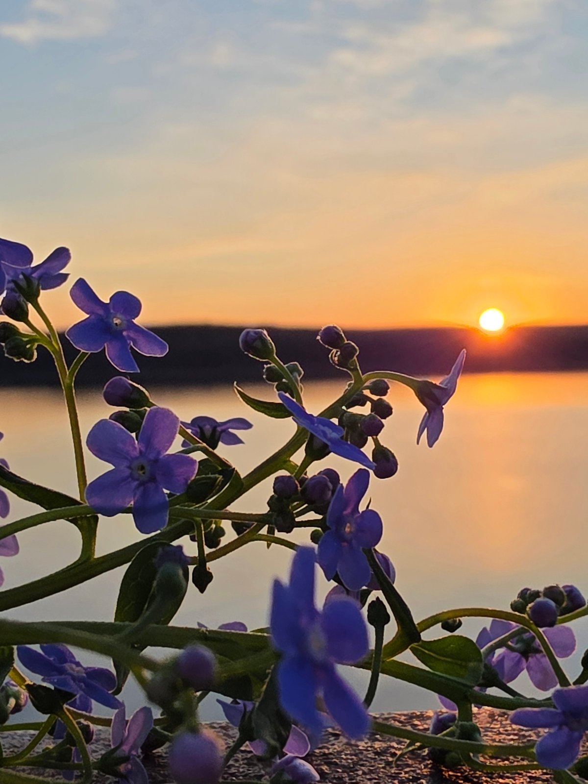 Sunset scenes with flowers, bicycle documented in Chaikovsky, Russia