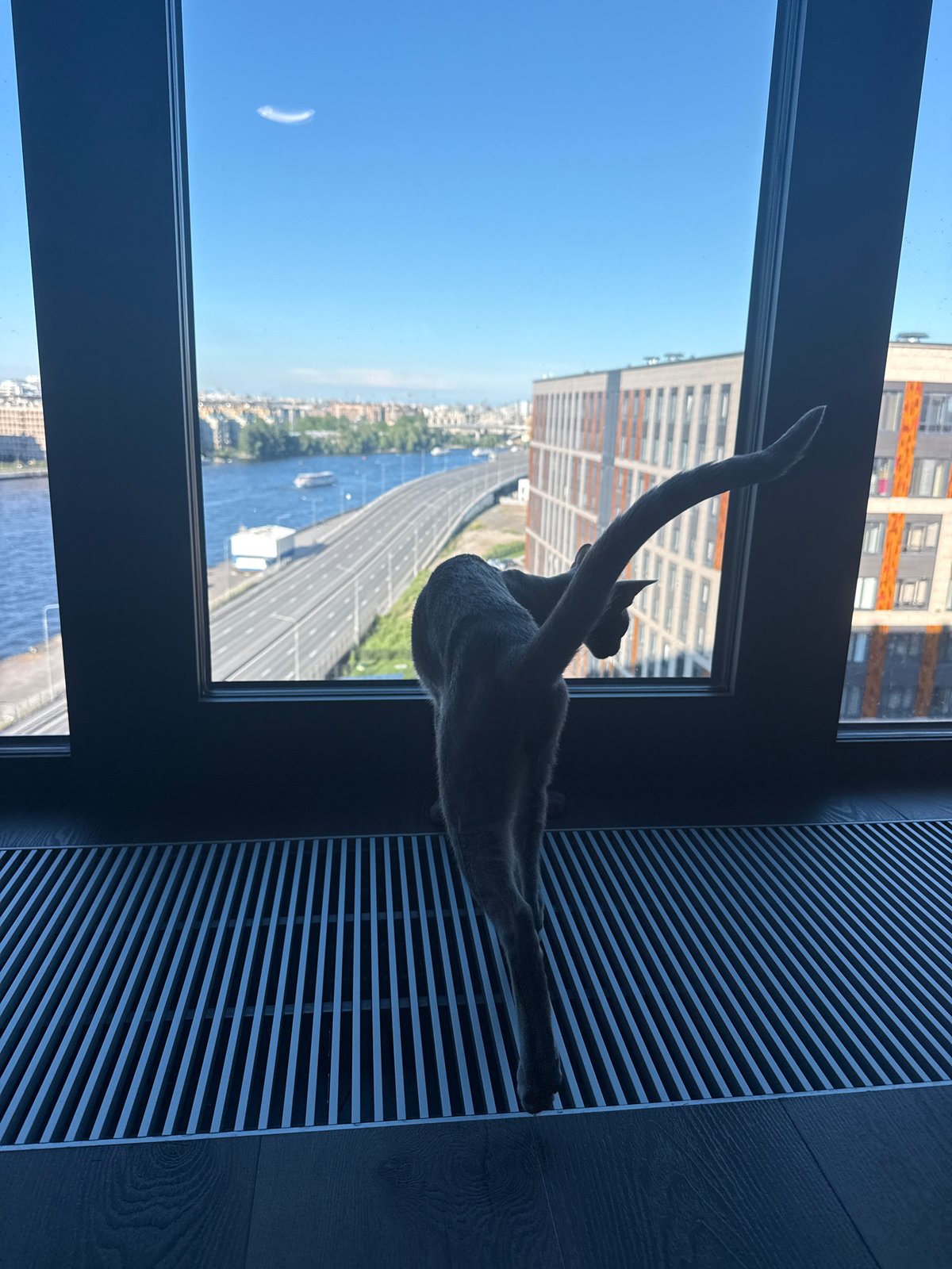 Cats spend quiet afternoon in Saint Petersburg apartment