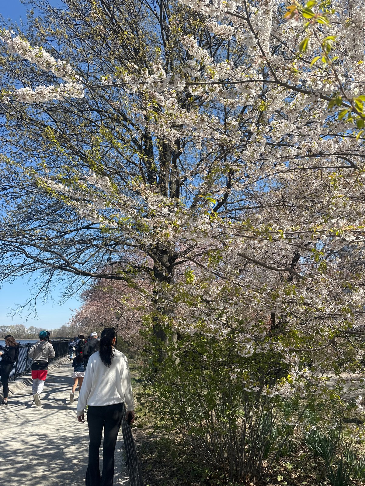 Spring gathering amid cherry blossoms in NYC park